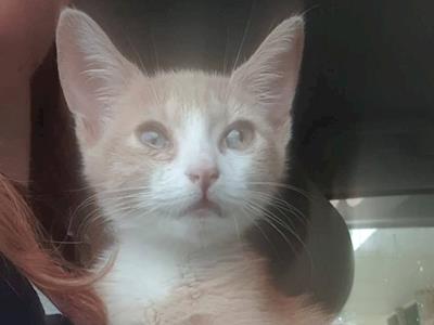 Latte has severe Pnuemonia and needs oxygen to breath