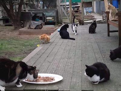 Vet bills saving abandoned stray cats now at $20,000