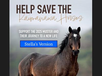 Stella's Save a Wild Kaimanawa Horse Fundraiser - 100 Horses - 100 Days Initiative