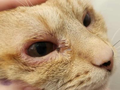 💕 Help Gomez Heal — He Deserves His Happy Ending