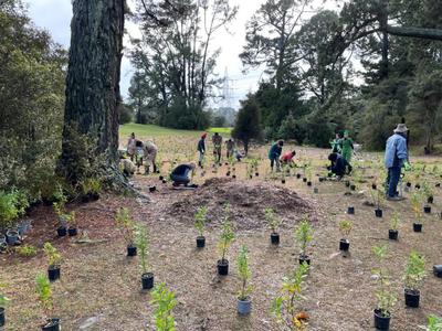 DONATE OR GIFT A NATIVE PLANT