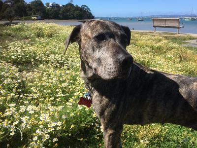 Raising money for Doreen and the dawgs