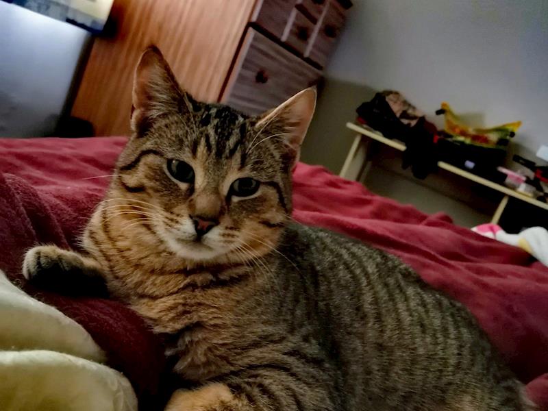 Cat Bladder surgery Givealittle