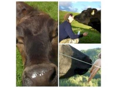 Fencing urgently needed for frolicsome cows