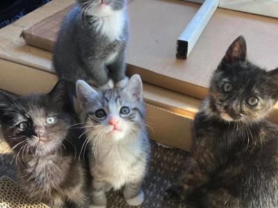 Fundraiser for 'For the Love of Cats' rescue as a thanks for a kitten visit