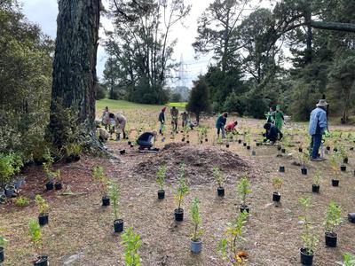 Sponsor a Native Plant