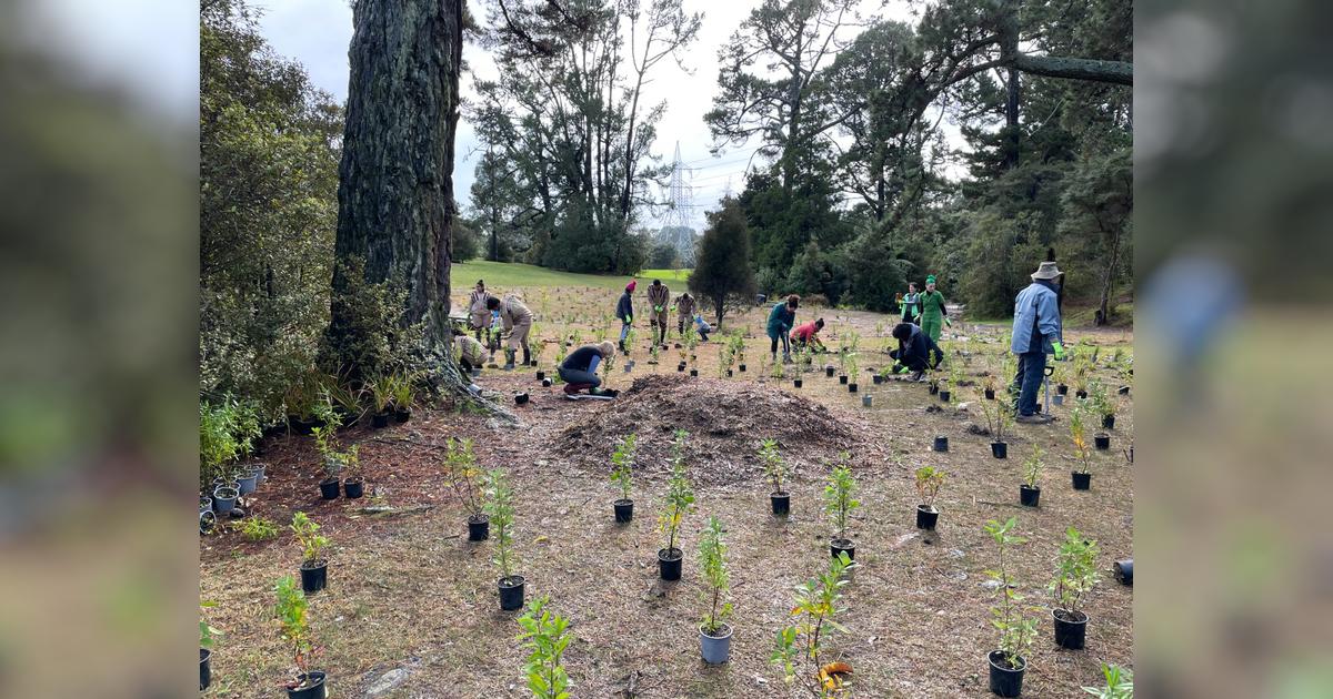 Sponsor a Native Plant - Givealittle