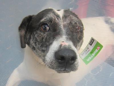 Help Kawerau SPCA pay for Quincy's surgery