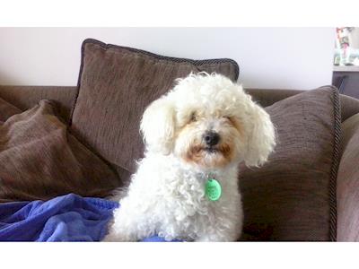 Wilson Needs Your Help!