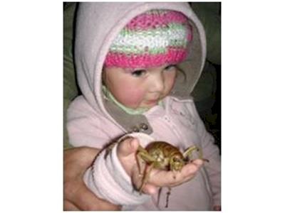 Kiwi Conservation Club (KCC) 