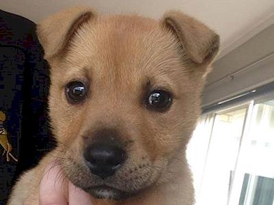 Sponsor a Dog: Tiny Teddie