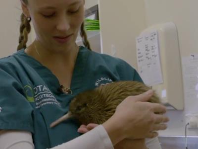 Riding Tour Aotearoa for the Wildlife Hospital (Dunedin)