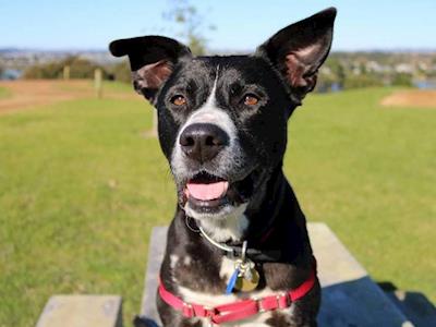 Rescue dog needs urgent surgery - please help Jaz