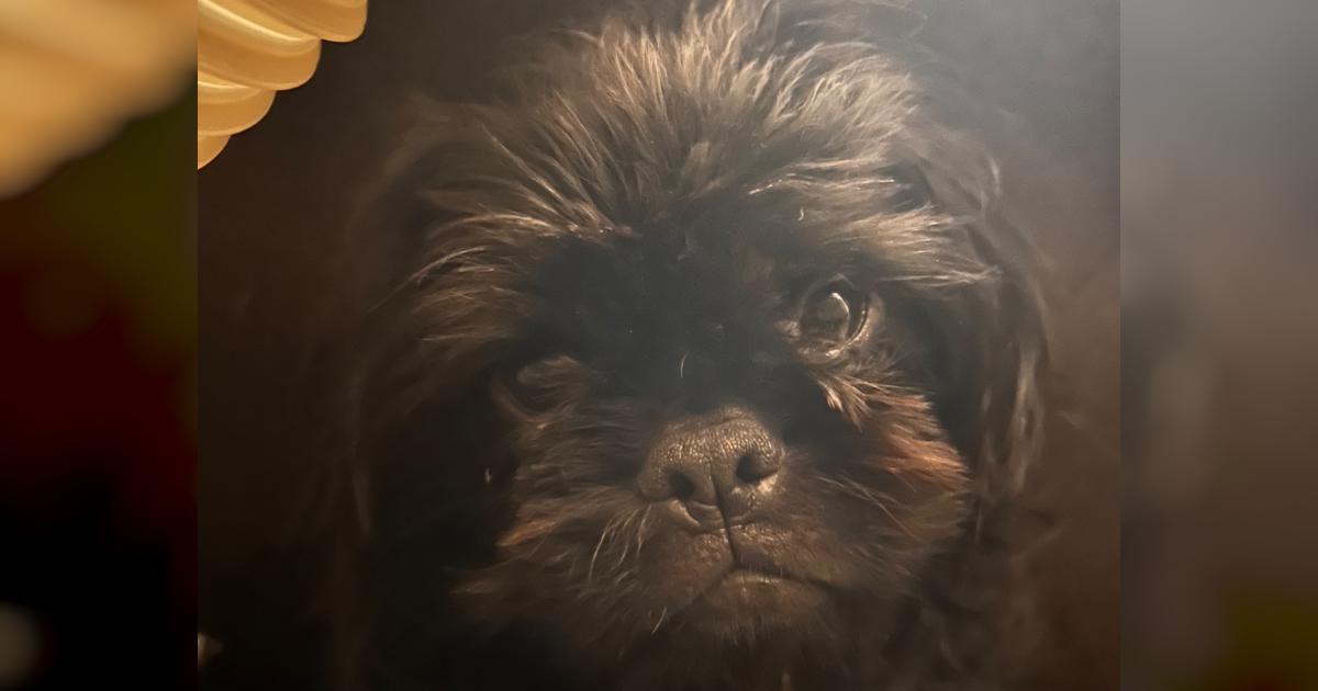 Help Milo He Needs Urgent Life Saving Surgery Givealittle