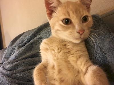 Stan needs all his teeth removed!