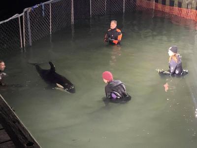 Rescue of Baby Orca (Toa) New Zealand. Orca Research Trust.