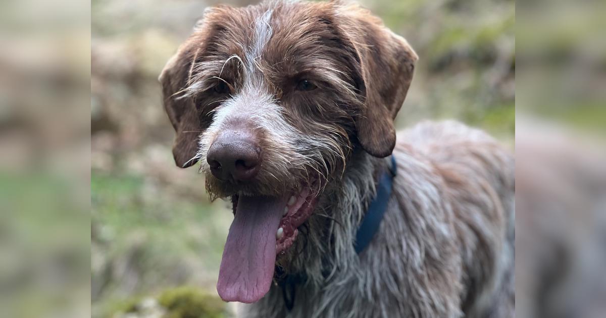 Amputating Brush's Leg Givealittle