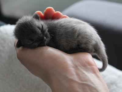 Christmas fundraiser for Cat Rescue