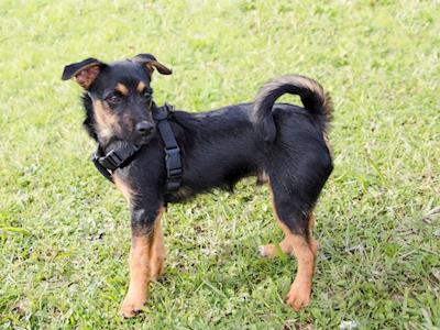 Freddie has 6+ teeth that need removing :(