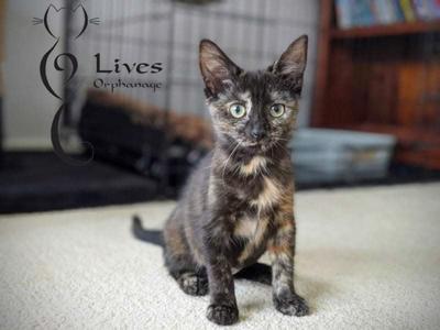 Kurtis's Fit to Fight Challenge July 2022