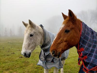 Rescued Ponies