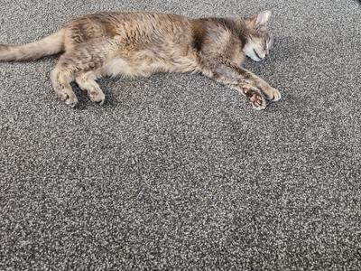 Lindicats[fundraising for streetcats]