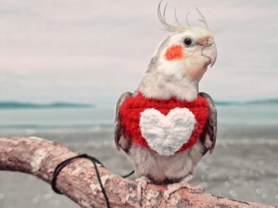 OLLIE THE-COCKATIEL'S EPIC KIWI ADVENTURE...