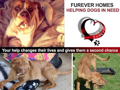 Furever Homes NZ