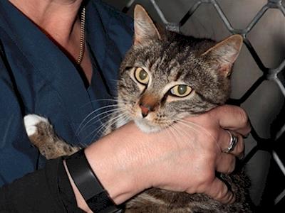 Help Kawerau SPCA pay for Wilson's surgery to fix his broken leg