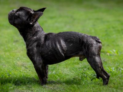 Jango Desperately Needs Your Help