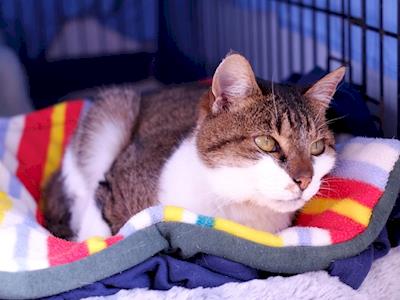 Cats Protection League Wellington - Older cats foster programme