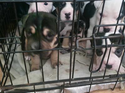 Need help with Vaccinations please