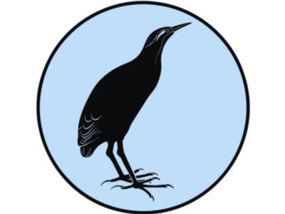 Matuku / Bittern