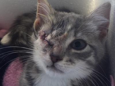 Sage needs your help.