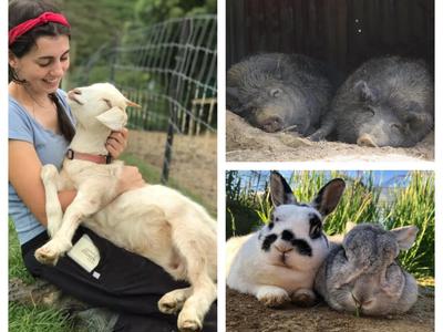 Creature comforts – building a better sanctuary for Brian and Bessie