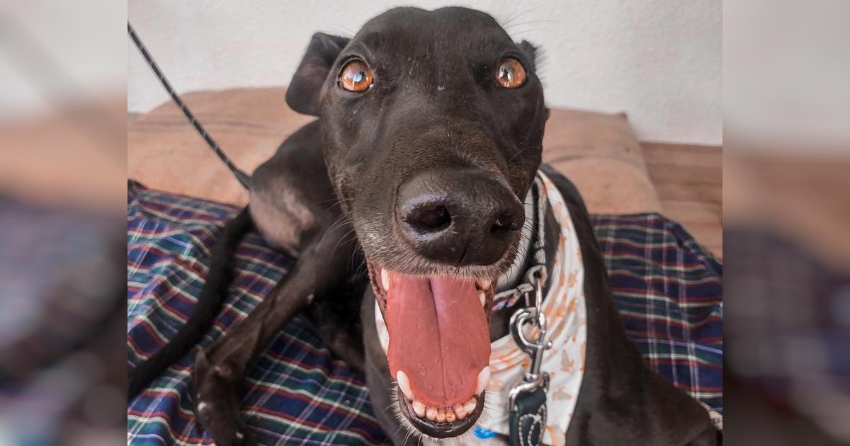 Vans foot surgery Givealittle