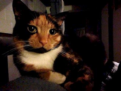 HELP MAKE MY FIRST MARATHON FEEL LESS IM-PAWS-IBLE!