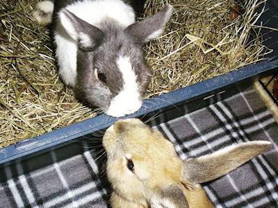 Wellington Rabbit Rescue