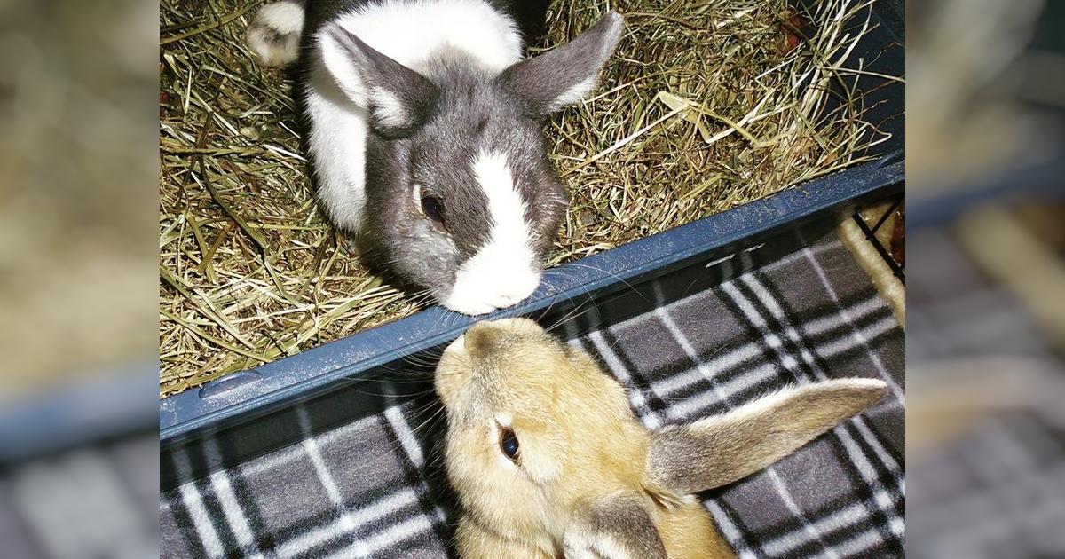Wellington Rabbit Rescue - Givealittle