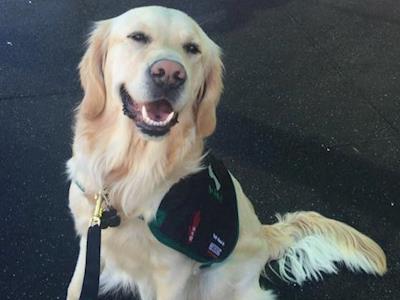 Begging for the BARK Buddies
