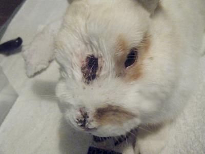 Rabbit Rescue Hawkes Bay