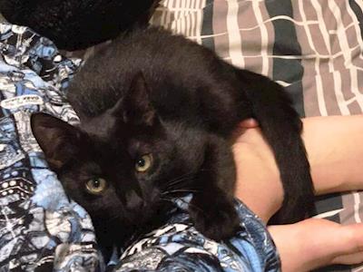 Gizmo Needs Your Help!!!