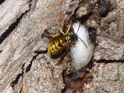 Wasp control in the Carlyle Valley