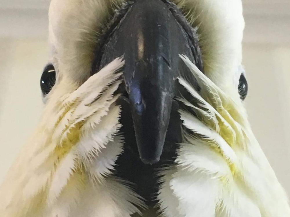 Samuel the cockatoo needs your help Givealittle