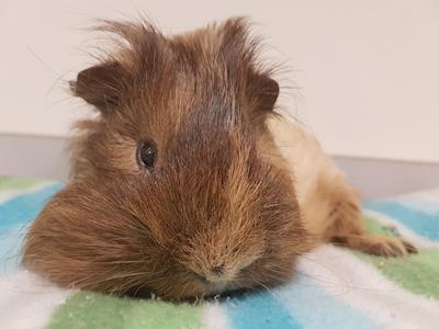 Help The Pt Chev Guineas