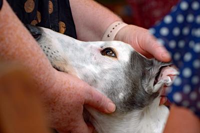Greyhounds As Pets (GAP) Annual Appeal 2022