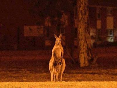 We as a DNB community want to help Australia