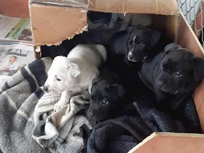 No Parvo No Puppies Community Project