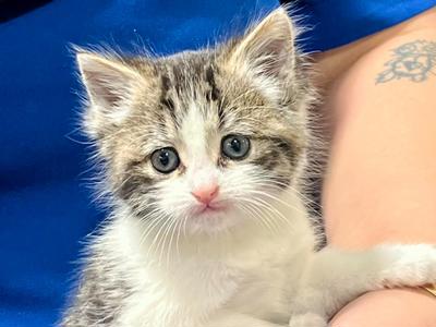 Feral Nation Rescue Trust