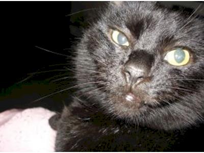 William.  One fang, One Mission.